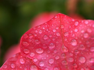 Bahçedeki kırmızı gül çiçeği su damlaları ve bulanık arkaplan ile kırmızı açelya, Rhododendron moulmeinene kancası, tatlı renk, taç yapraklarındaki su, kırmızı çiçeklerdeki çiy