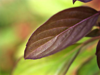 Makro sonbahar pembesi, arka planda bulanıklık, bahçedeki doğal yaprak, yumuşak odak, yeşil arka plan.