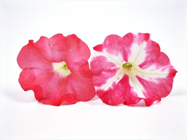 Beyaz arka planda izole edilmiş renkli pembe petunya çiçeği, tropikal bitkiler