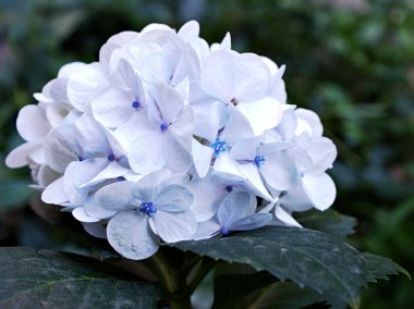 Bahçede çiçek açan beyaz ortanca, makro resim, arka plan için yakın plan menekşe çiçekleri.