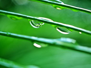 Su, bahçedeki çam yaprağının üzerine düşer. Bulanık bez zemin, makro görüntü, doğal yaprakların üzerine damlacıklar, ormandaki çiy damlaları, kart tasarımı için yumuşak odak noktaları.