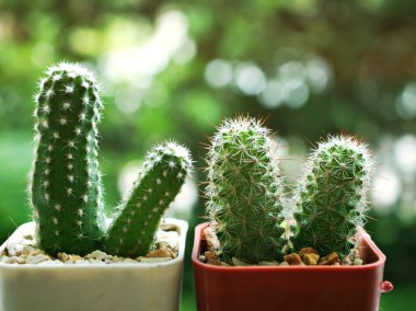 Bahçedeki kaktüs çöl bitkileri, yakın plan Kirpi kaktüsü, Trichocereeae, Echinopsis, makro görüntü ve bulanık arka plan