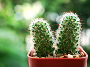 Kapalı kaktüs bitkileri Mammillaria elongata, Kopper kral çöl bitkileri ve bulanık arka plan, yumuşak odak, makro görüntü, kart tasarımı için tatlı renk
