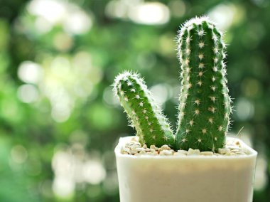 Bahçedeki kaktüs çöl bitkileri, yakın plan Kirpi kaktüsü, Trichocereeae, Echinopsis, makro görüntü ve bulanık arka plan