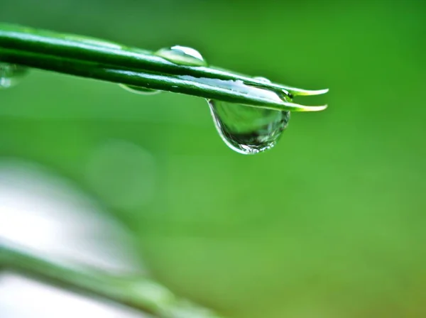 Water Drops Pine Leaf Garden Blurred Bcakground Macro Image Droplets — Stock Photo, Image