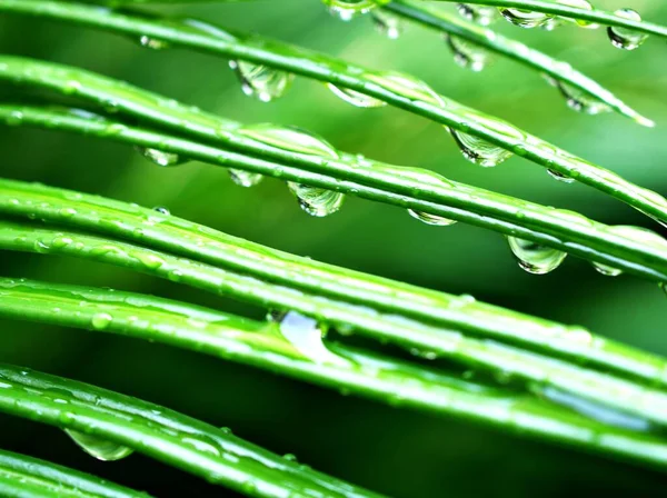 Wassertropfen Auf Kiefernblatt Garten Mit Verschwommenem Baccakgrund Makrobild Tröpfchen Auf — Stockfoto