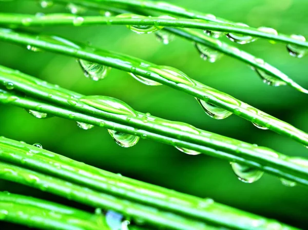 Wassertropfen Auf Kiefernblatt Garten Mit Verschwommenem Baccakgrund Makrobild Tröpfchen Auf — Stockfoto