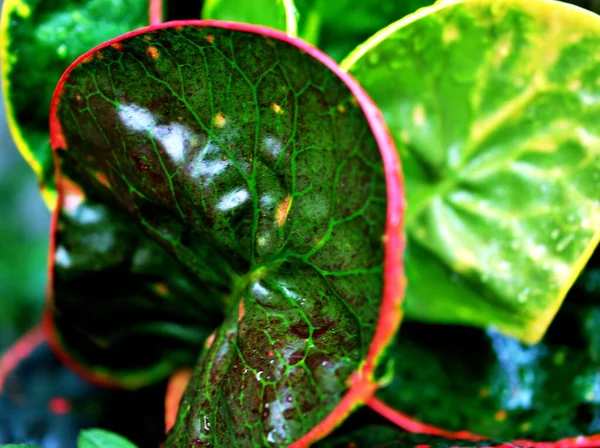 Foglie Verdi Codiaeum Variegatum Piante Giardino Croton Con Macro Immagine — Foto Stock