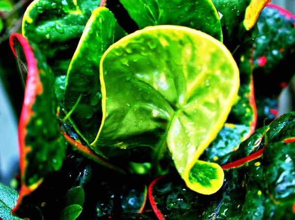 Foglie Verdi Codiaeum Variegatum Piante Giardino Croton Con Macro Immagine — Foto Stock