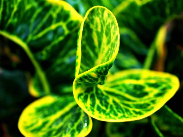 Zielone Liście Codiaeum Variegatum Rośliny Krotonów Ogrodowych Makro Wizerunkiem Liście — Zdjęcie stockowe