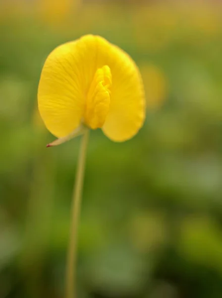 Желтый Цветок Arachis Pintoi Растения Фасоли Бразилии Размытым Фоном Макроизображение — стоковое фото