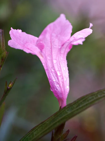 Rosa Ruellia Tuberosa Blüte Wilde Petunien Garten Mit Wassertropfen Und — Stockfoto