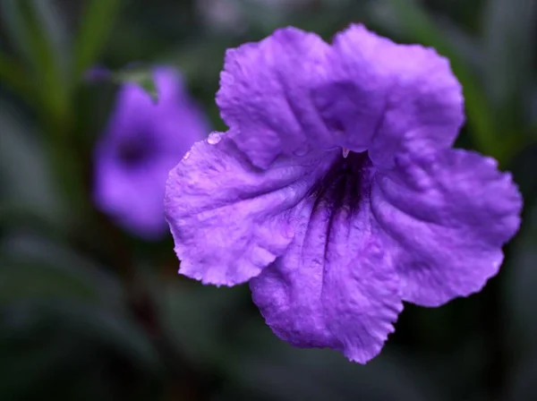 Purple Ruellia Tuberosa Blomma Vild Petunia Trädgården Med Solsken Mjuk — Stockfoto