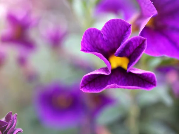 Petunia Violeta Plantas Flores Púrpuras Jardín Con Fondo Borroso Verde —  Fotos de Stock