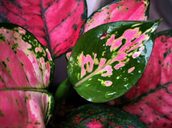 Pembe yapraklar Aglaonema Syno, Tropic 'in en şanslı bitkileri, Çin' in yemyeşil çiçekleri, bahçede makro resimli kırmızı sevgililer günü çiçekleri.