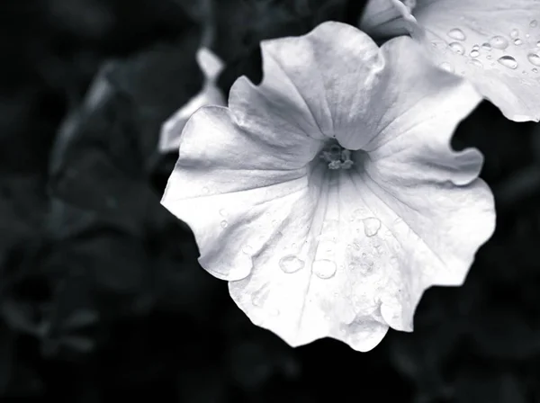 Blume Schwarz Weiß Bild Petunienblütenpflanzen Und Verschwommener Hintergrund Makro Und — Stockfoto