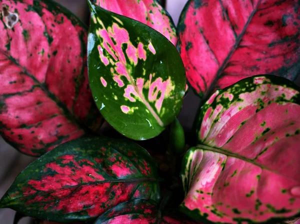 Daun Merah Muda Aglaonema Syno Tanaman Tropic Yang Paling Beruntung — Stok Foto
