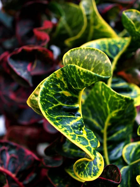 Vihreät Lehdet Codiaeum Variegatum Puutarha Croton Kasveja Makro Kuva Luonto — kuvapankkivalokuva