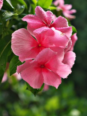 Pembe çiçekli Catharanthus gülü, bahar zamanı gül menekşeli madagaskar bulanık arka planı, tatlı rengi, güzel çiçekleri, bahçede açan makro 