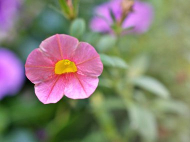 Bahar bahçesinde su damlaları olan pembe petunya bitkileri güneş ışığı ve bulanık arka plan, yumuşak odak, makro görüntü, kart tasarımı için tatlı renk
