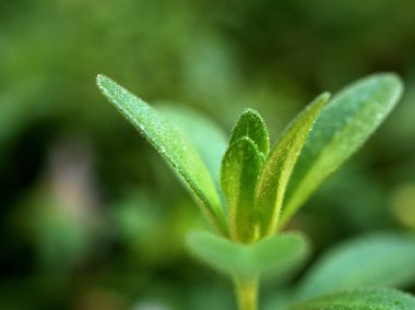 Kapalı yeşil yapraklar doğada bulanık bokeh ışık arka planı, makro görüntü, yumuşak odak, kart tasarımı için doğa yaprakları