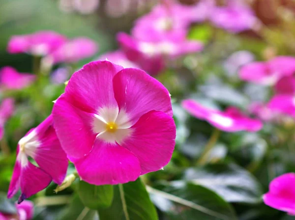 Fleur Rose Catharanthus Roseus Rose Pervenche Madagascar Printemps Avec Fond — Photo