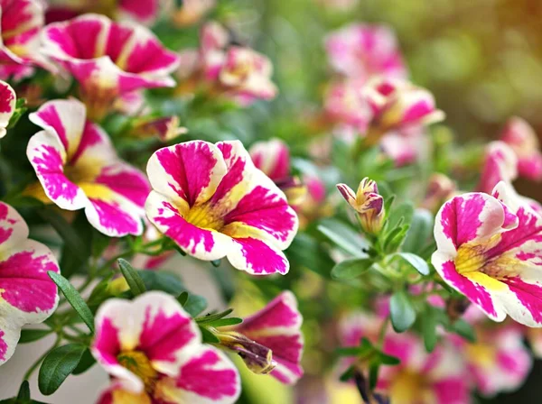 Ροζ Λουλούδια Φυτά Πετούνια Στον Κήπο Άνοιξη Ηλιοφάνεια Και Πράσινο — Φωτογραφία Αρχείου