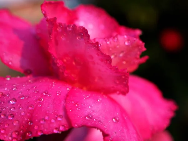 Fiore Rosso Rosa Deserto Rosa Piante Fiore Giardino Con Gocce — Foto Stock