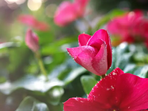 Rosa Flor Catharanthus Roseus Rosa Madagascar Periwinkle Primavera Con Fondo —  Fotos de Stock