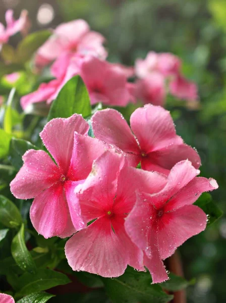 银杏花 月桂花 月桂花 月桂花 背景模糊 色彩艳丽 花朵硕大 在园中盛开 — 图库照片