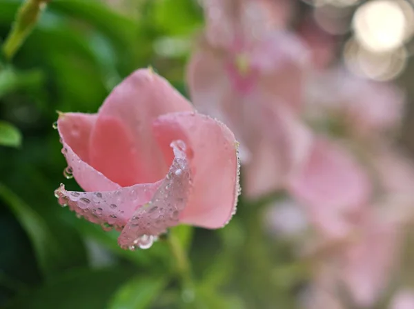 Pink Flower Catharanthus Roseus Rose Periwinkle Madagascar Spring Time Blurred — Stock Photo, Image