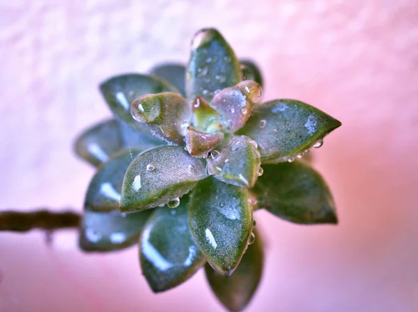 Sukkulente Geleebohnen Sedum Rubrotinctum Steinpilz Kakteen Wüstenpflanzen Mit Hellem Verschwommenem — Stockfoto