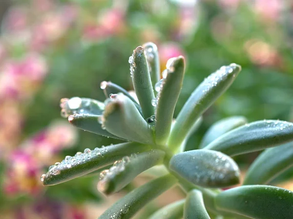 采购产品肉质植物 果冻豆 明亮模糊的背景的仙人掌沙漠植物 宏观形象 软焦点 甜颜色的卡片指定与水滴 — 图库照片