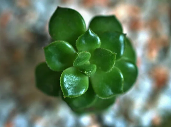 水滴で多肉植物を閉じますゴーストグレープトペタルムパラグアイセンスサボテン砂漠の植物と明るいぼやけた背景 マクロ画像 カードデザインのための甘い色 ソフトフォーカス — ストック写真