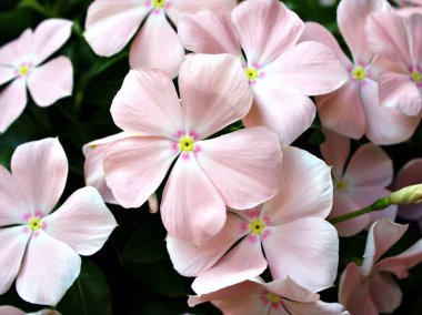 Pembe çiçekli Catharanthus gülü, bahar zamanı gül menekşeli madagaskar bulanık arka planı, tatlı rengi, güzel çiçekleri, bahçede açan makro 