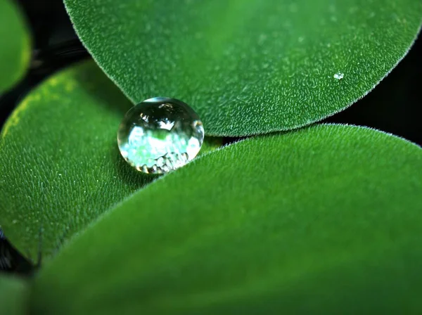 背景がぼやけた緑の葉に水が落ちる マクロ画像 自然の葉に露 森の中の液滴 水の滴と黄色の花 カードデザインのためのソフトフォーカス — ストック写真