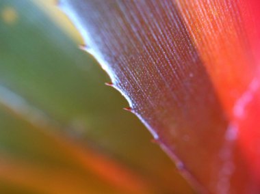 Yakından yeşil izin, soyut portakal yaprağı dokusu bulanık arka plan, tazelik duvar kağıdı konsepti, yumuşak odaklanma, makro görüntü, bulanık doğa yaprakları ve Sevgililer Günü kartı kartı için parlak, tatlı bir renk