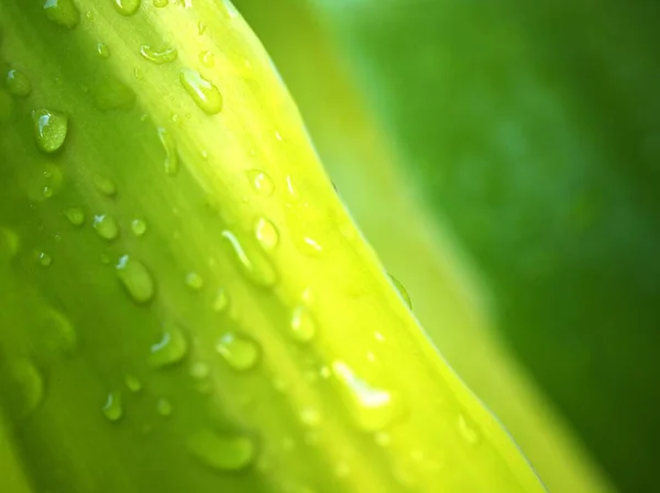 Nahaufnahme Grünes Blatt Abstrakte Natur Blatt Textur Natur Verschwommenen Hintergrund — Stockfoto
