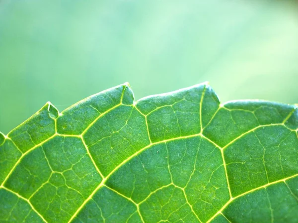 Primi Piani Verde Congedo Astratto Natura Foglia Texture Natura Sfocato — Foto Stock