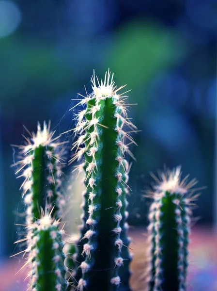 Closeup Cacto Verde Castelo Fadas Cacto Acanthocereus Tetragonus Cereus Suculento — Fotografia de Stock