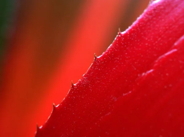 Gros Plan Feuille Rouge Texture Abstraite Feuille Rouge Nature Fond — Photo