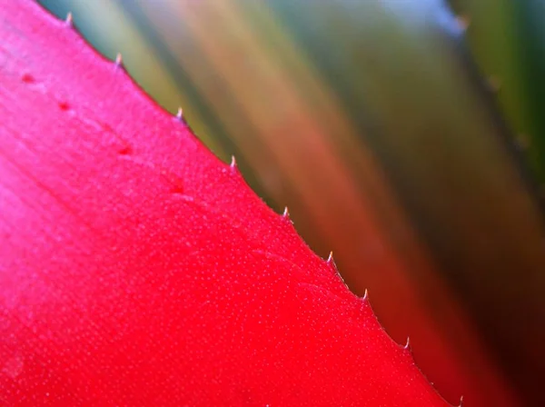 Closeup red leave ,Abstract red nature leaf texture nature blurred background ,freshness wallpaper concept ,soft focus, macro image, blur nature leaves and bright, sweet color for valentine's card day