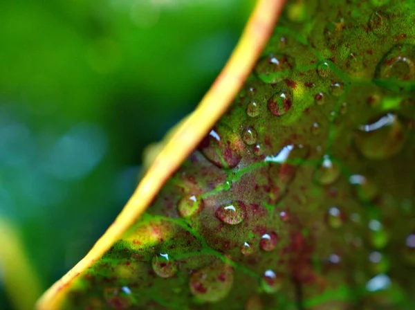 Nahaufnahme Grünes Blatt Abstrakte Natur Blatt Textur Natur Verschwommenen Hintergrund — Stockfoto