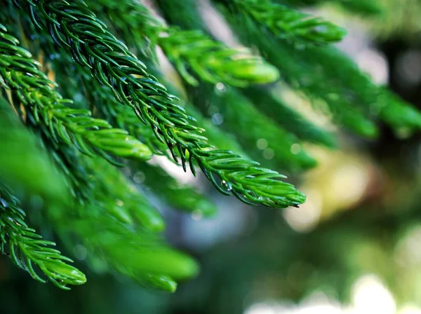 松の葉のクローズアップビュー ノーフォーク島アラウカリアヘテロピラグリーンぼやけた背景 フレッシュな壁紙のコンセプト ソフトフォーカス マクロ画像 ぼかし性の葉 明るい 庭の緑 — ストック写真