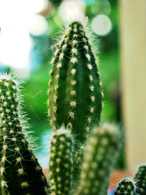 Kapalı yeşil kaktüs kalesi kaktüsü, Acanthocereus tetragonus (mısır gevreği), sulu, çöl bitkisi, arka planda bulanık, yumuşak seçici odaklı makro imge, doğanın güzelliği.