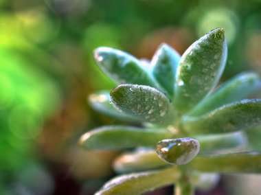 Lezzetli bitkiler, sedum rubrotinctum, taş, kaktüs çöl bitkileri parlak bulanık arka plan, makro görüntü, yumuşak odak, gün ışığı renkli tatlı renk, kopyalama alanı, sevimli kart