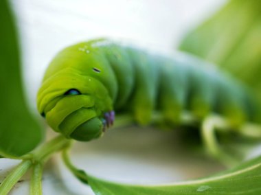 Macro green worm Oleander Hawk-moth Butterfly Conservation on green leaf ,daphnis nerii insects 