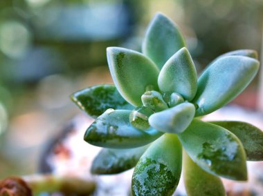 Su damlalı sulu bitkiler, Hayalet Graptopetalum paraguayense kaktüs çöl bitkileri ve bulanık arkaplan, makro görüntü, kart tasarımı için tatlı renk, yumuşak seçici odak, yeşil yaprak, mor renk