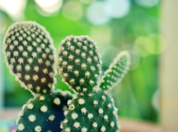 Plantas Cacto Close Orelhas Coelho Planta Deserto Opuntioideae Com Fundo — Fotografia de Stock