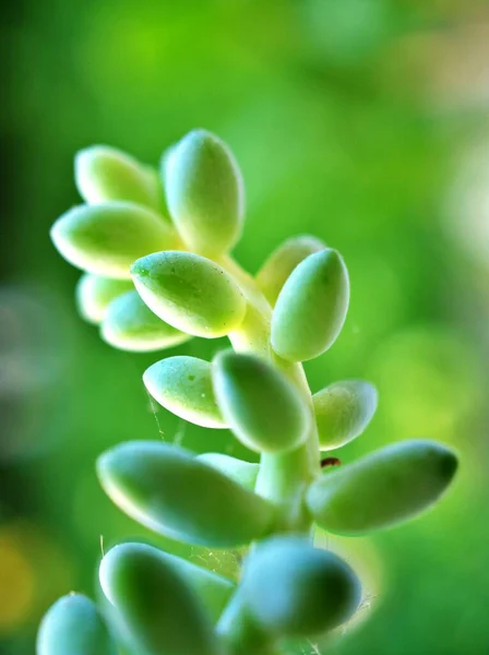 Closeup Χυμώδη Φυτά Burro Ουρά Μακρο Φυτά Sedum Morganianum Σταγόνες — Φωτογραφία Αρχείου